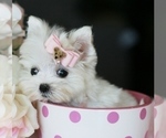 Small #2 Morkie