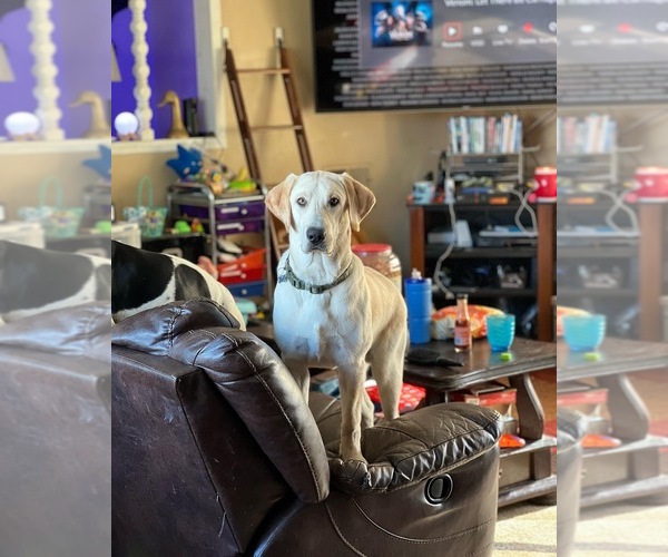 Medium Photo #1 Labrador Retriever Puppy For Sale in COUNTRY CLUB, MO, USA