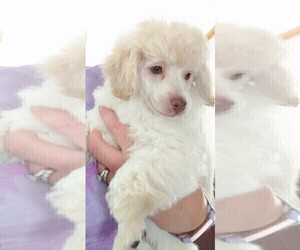 Poodle (Miniature) Puppy for sale in ALLENDALE, MI, USA