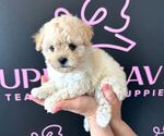 Small Photo #12 Maltipoo Puppy For Sale in LAS VEGAS, NV, USA
