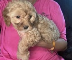 Puppy Red Female Cavapoo