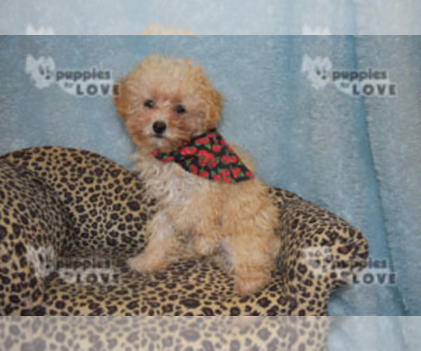 Medium Photo #2 Poodle (Toy) Puppy For Sale in SANGER, TX, USA