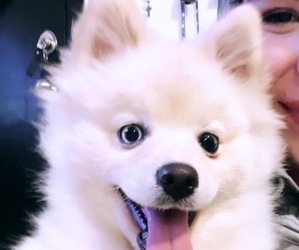 Alaskan Husky-Pomsky Mix Puppy for sale in CHULA VISTA, CA, USA