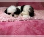 Small #3 Shih Tzu