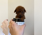 Small Photo #9 Poodle (Miniature) Puppy For Sale in JERSEY CITY, NJ, USA