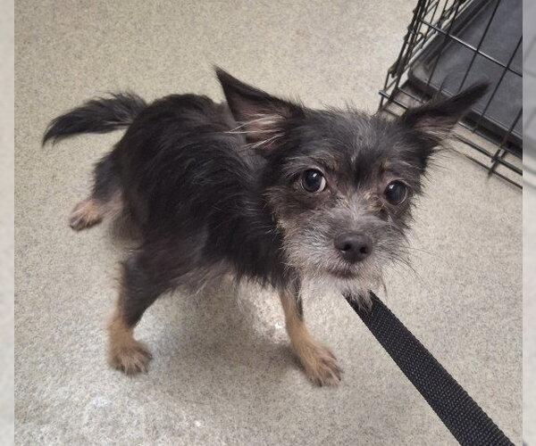 Medium Photo #1 Mutt Puppy For Sale in San Bernardino, CA, USA