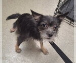 LEONA - Female Mutt Dog for Adoption - Small photo