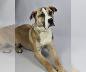 Mutt Dogs for adoption in Lakewood, CO, USA