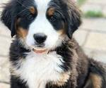 Puppy Orange Bernese Mountain Dog