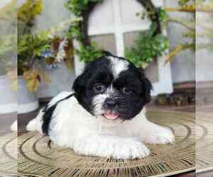 Zuchon Dog for Adoption in NAPLES, Florida USA