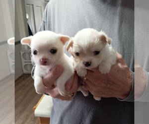 Chihuahua Puppy for sale in GREENFIELD, OH, USA