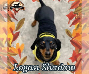 Dachshund Dogs for adoption in San Antonio, TX, USA