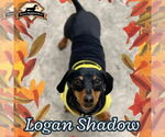 Small Dachshund