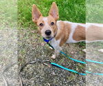Small #2 Brittany Mix