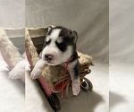 Small Photo #9 Siberian Husky Puppy For Sale in LYNNWOOD, WA, USA