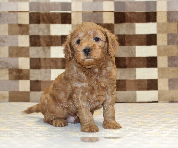 Medium Photo #4 Cavapoo (Miniature) Puppy For Sale in DENVER, PA, USA