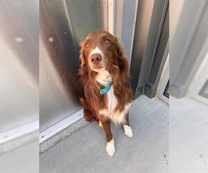 Australian Shepherd Dogs for adoption in Brighton, CO, USA