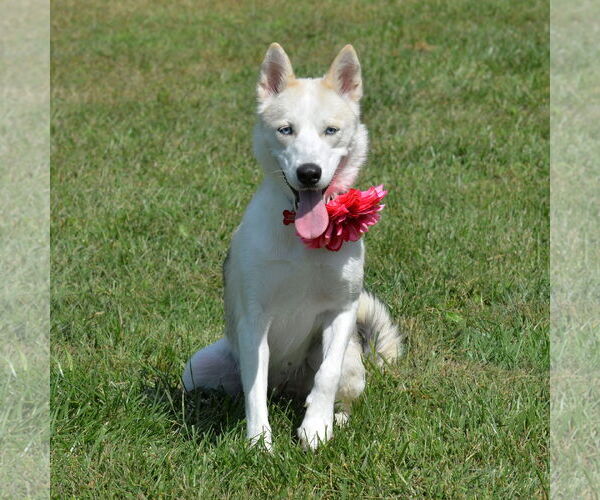 Medium Photo #5 Siberian Husky-Unknown Mix Puppy For Sale in Gretna, NE, USA