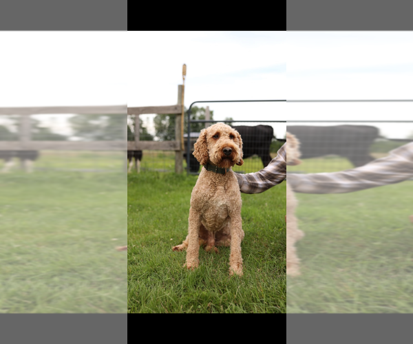 Medium Photo #1 Goldendoodle Puppy For Sale in LOWVILLE, NY, USA