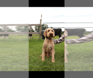 Father of the Goldendoodle puppies born on 12/27/2025