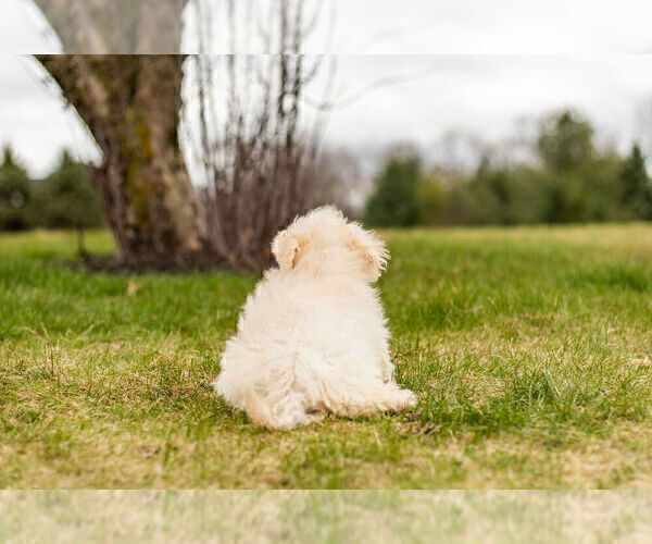 Medium Photo #9 Maltipoo Puppy For Sale in WARSAW, IN, USA