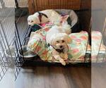 Small #6 Maltese
