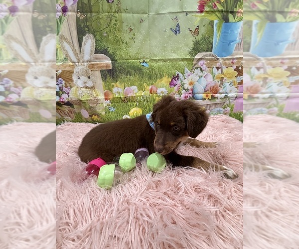 Medium Photo #81 Australian Shepherd Puppy For Sale in NEW BRAUNFELS, TX, USA