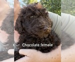 Puppy Choc female Poodle (Standard)