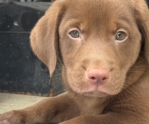 Labrador Retriever Puppy for sale in SPOTSYLVANIA, VA, USA