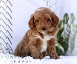 Small #3 Cavapoo (Miniature)
