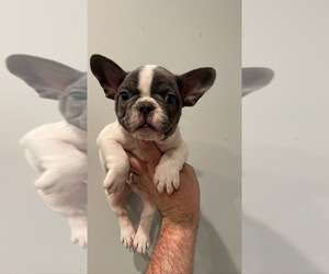 French Bulldog Puppy for sale in HOUSTON, TX, USA