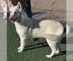 Small #5 German Shepherd Dog