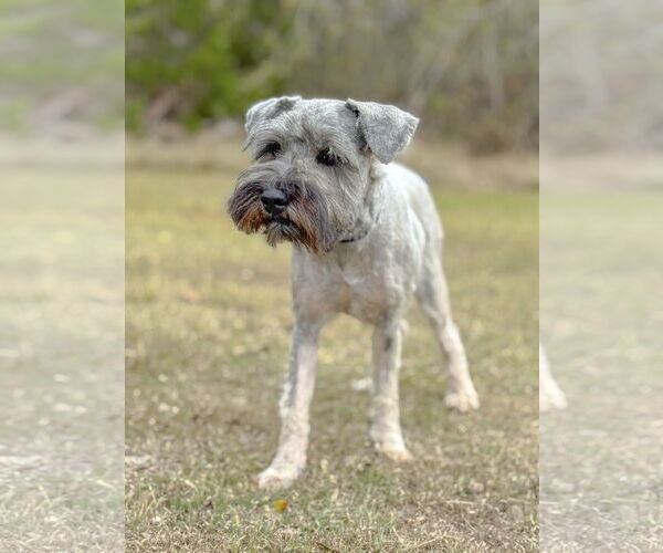 Medium Photo #2 Mutt Puppy For Sale in PIPE CREEK, TX, USA
