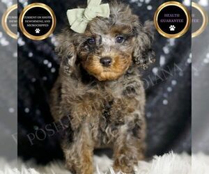 Medium Poodle (Miniature)