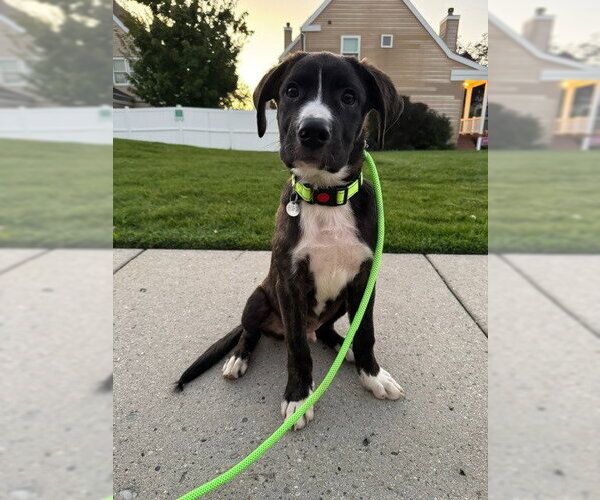 Medium Photo #4 Boxador Puppy For Sale in Salt Lake City, UT, USA