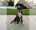 Small Photo #4 Boxador Puppy For Sale in Salt Lake City, UT, USA