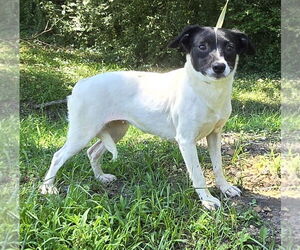 Mutt Dogs for adoption in Wetumpka, AL, USA