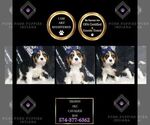 Puppy Trophy AKC Cavalier King Charles Spaniel