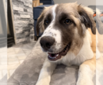 Small #5 Great Pyrenees Mix