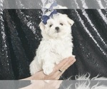 Small Photo #32 Maltese Puppy For Sale in WARSAW, IN, USA