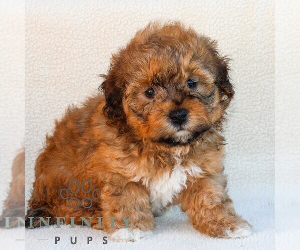 Medium Photo #1 Poovanese Puppy For Sale in NEWMANSTOWN, PA, USA