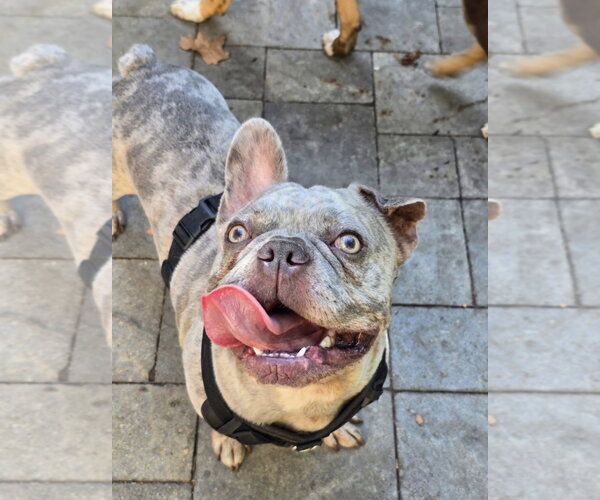 Medium Photo #2 Free-Lance Bulldog Puppy For Sale in Germantown, OH, USA