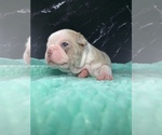 Small #2 Boston Terrier