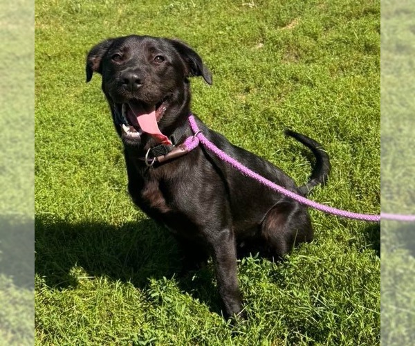 Medium Photo #4 Labrador Retriever-Unknown Mix Puppy For Sale in Muskegon, MI, USA