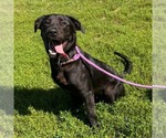 Small #3 Labrador Retriever Mix