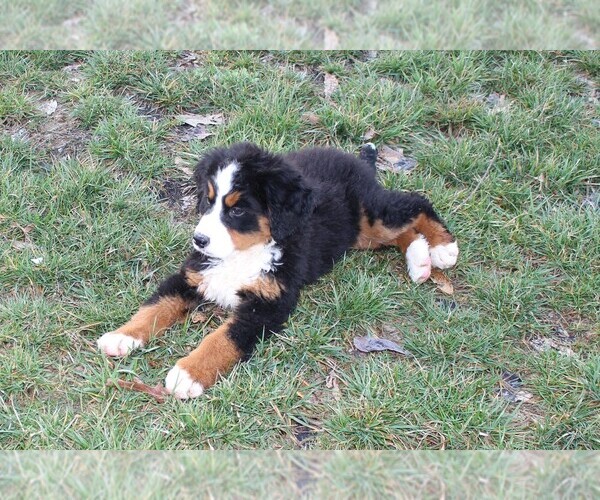 Medium Photo #4 Bernese Mountain Dog Puppy For Sale in CUBA, MO, USA