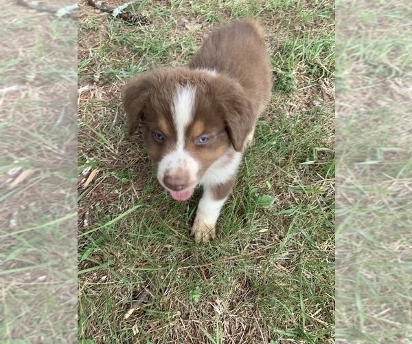 Medium Photo #35 Australian Shepherd Puppy For Sale in MERIDIANVILLE, AL, USA