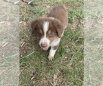 Small Photo #35 Australian Shepherd Puppy For Sale in MERIDIANVILLE, AL, USA