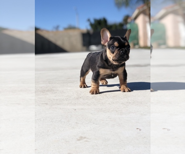 Medium Photo #5 French Bulldog Puppy For Sale in BLOOMINGTON, CA, USA