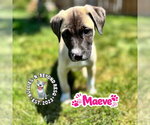 Small #2 Mutt